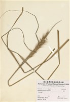 藏品(象草)的圖片